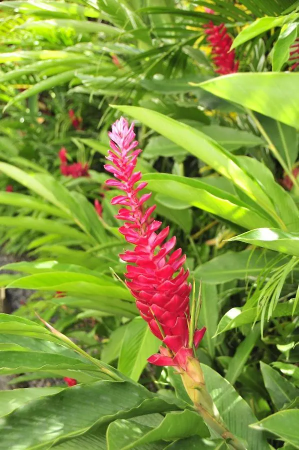 Le Colibri D'Isa Apartment Capesterre-Belle-Eau Guadeloupe