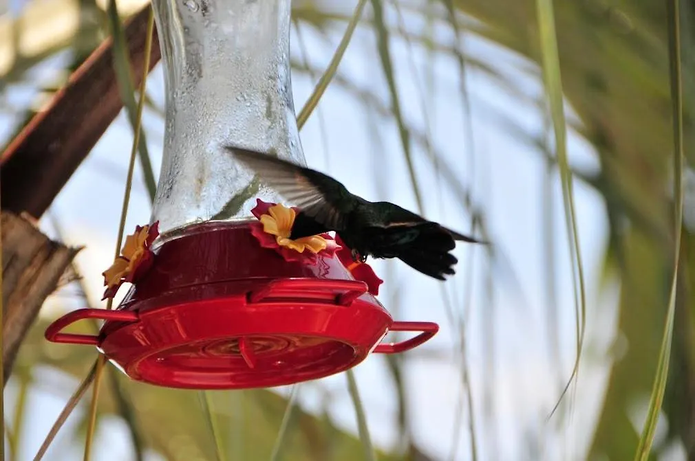 Le Colibri D'Isa Apartment Capesterre-Belle-Eau Guadeloupe