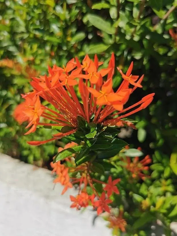 Apartamento Le Colibri D'Isa Capesterre-Belle-Eau 0*,
