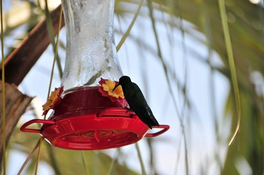 Apartamento Le Colibri D'Isa Capesterre-Belle-Eau Guadalupe