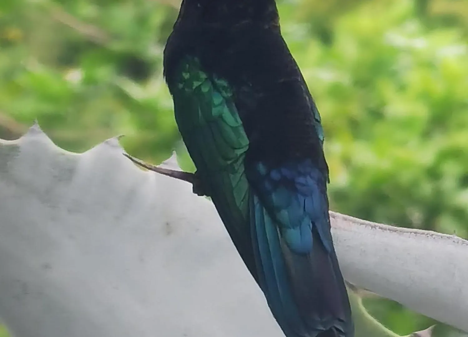 Le Colibri D'Isa Apartment Capesterre-Belle-Eau Guadeloupe